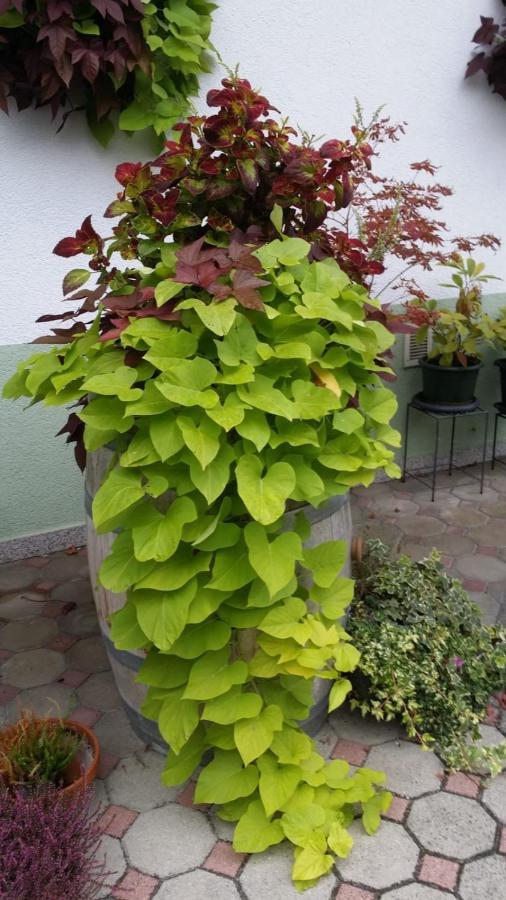 Weingut Apartment Hildegard Gangl Illmitz Exterior foto